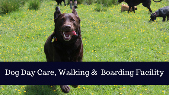 Dog Training Onehunga Dog Training Onehunga
