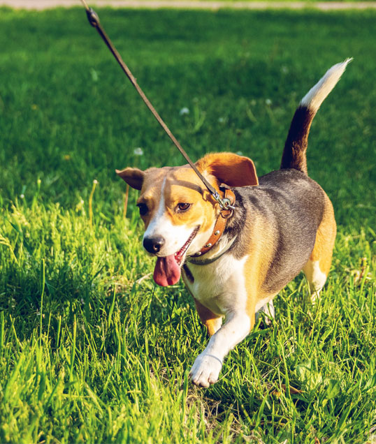 Complete Canine Care