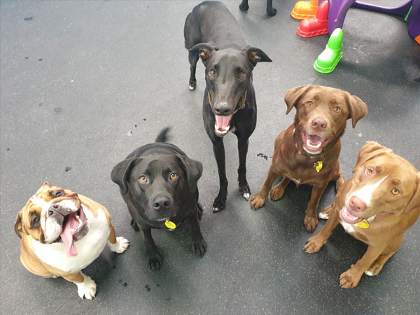 General Obedience Workshop